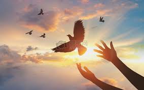 Hope to fly Simplicity, creativity, concept, flying, hope, dove ...